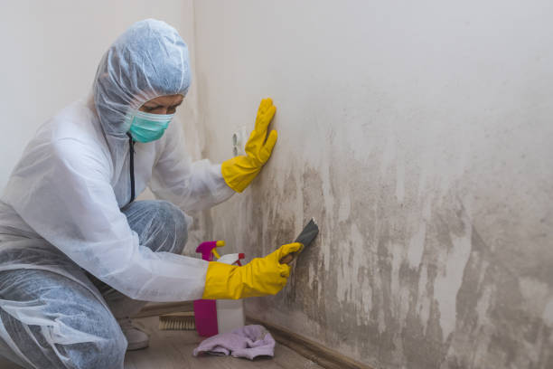 Best Mold Remediation Services  in Cape Charles, VA
