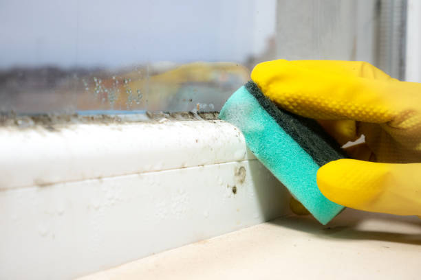 Best Local Mold Removal Service  in Cape Charles, VA