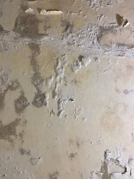 Best Mold Removal Company Near Me  in Cape Charles, VA