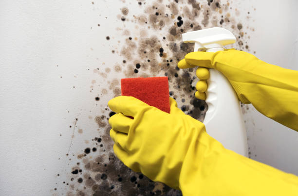 Best Mold Damage Repair  in Cape Charles, VA