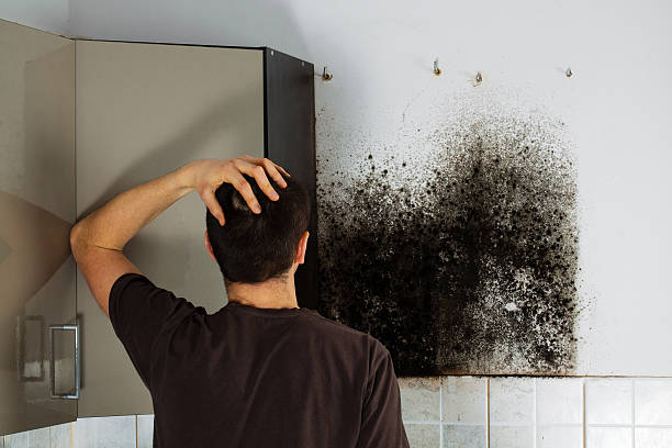 Trusted Cape Charles, VA Mold Removal Experts