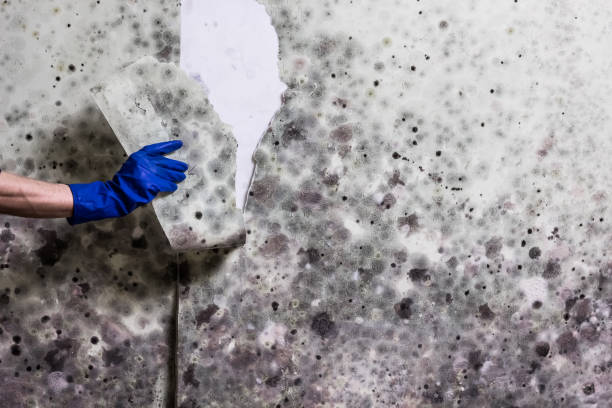 Best Commercial Mold Removal  in Cape Charles, VA