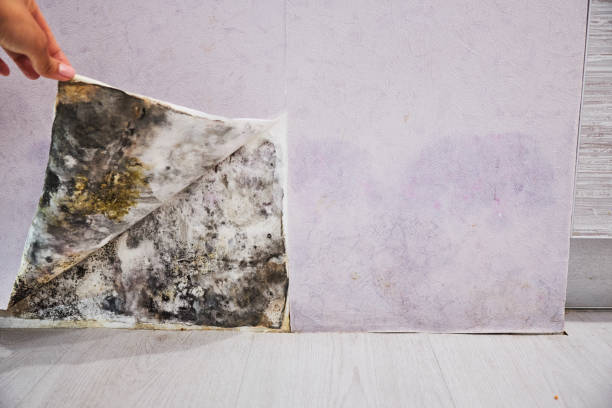 Best Mold Testing  in Cape Charles, VA
